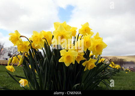 Narzissen in voller Blüte Stockfoto