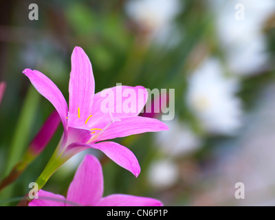 Fadjar rosa blühen in der Regenzeit mit weißen Blume aus Fokus Hintergrund Stockfoto