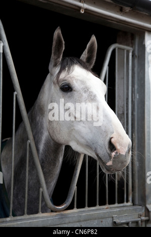 "Silber Tigerin" in Middleham offene Ställe Tag, Karfreitag 2012 am 6. April im Leyburn, North Yorkshire Dales, UK Stockfoto