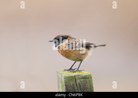 Eine männliche Schwarzkehlchen thront auf einem Zaunpfahl an RSPB Elmley Sümpfe auf der Isle of Sheppey in Kent. Stockfoto