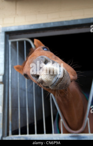 Tierhumor Lächeln Pferd Gesichtsausdrücke, Quizzical Tier lustige Gesichter in Middleham Open Stables Day, Karfreitag 2012 in Leyburn, North Yorkshire Dales, Großbritannien Stockfoto