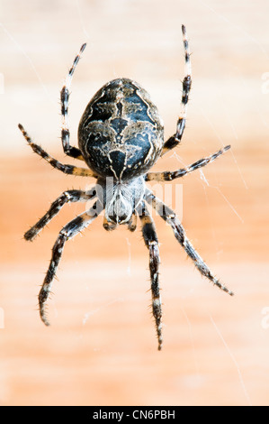 Eine weibliche Brücke oder Gray überqueren Orb-Weaver Spider hängen im Netz innerhalb eines Vogels verstecken bei RSPB Dungeness in Kent. Stockfoto