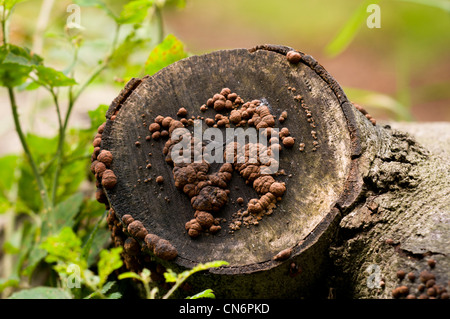 Buche Woodwart Pilze wachsen aus das abgeschnittene Ende des verrottenden Log in Clumber Park, Nottinghamshire. Oktober. Stockfoto