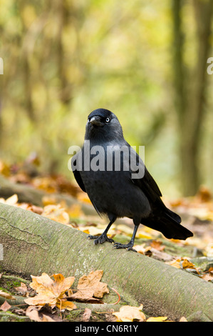 Dohle (Corvus Monedula) unter Herbst fährt um das & Feuchtgebiete Wildfowl Vertrauen in Arundel, West Sussex. November. Stockfoto