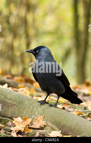 Dohle (Corvus Monedula) unter Herbst fährt um das & Feuchtgebiete Wildfowl Vertrauen in Arundel, West Sussex. November. Stockfoto