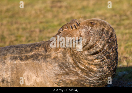 Eine Erwachsene Kegelrobben (Halichoerus Grypus) bedeckte sein Gesicht mit seiner Pfote bei Donna Nook, Lincolnshire. Dezember. Stockfoto