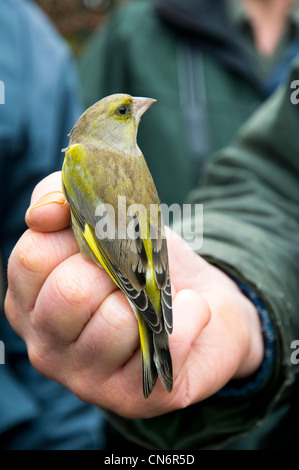 Ein erwachsener männlicher Grünfink (Zuchtjahr Chloris) in der Hand bei einer Demonstration Vogel klingeln. Crossness Naturschutzgebiet, Dezember. Stockfoto