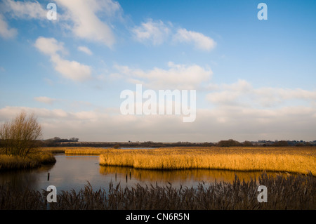 Wintersonne auf dem See und Röhrichten am Stodmarsh National Nature Reserve in der Nähe von Canterbury, Kent. Dezember. Stockfoto