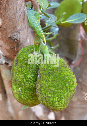 Jackfrüchte hängen am Baum Stockfoto