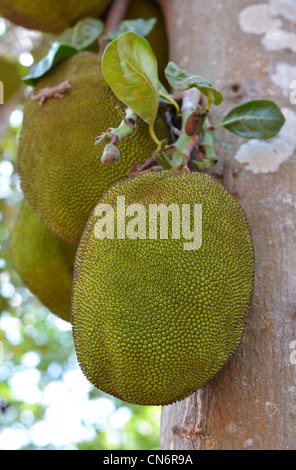 Ein Ast Jack Früchte voller Jackfrüchte hängen am Baum Stockfoto