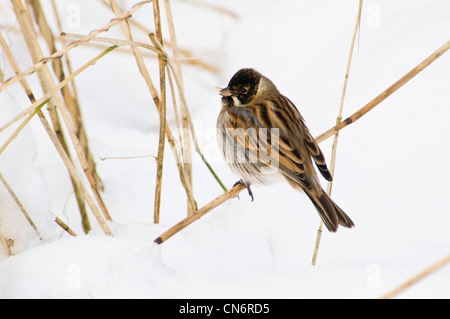 Eine männliche Reed Bunting (Emberiza Schoeniclus) thront auf einem Reed-Stiel im Schnee, mit Samen in seinem Schnabel. Februar. Stockfoto