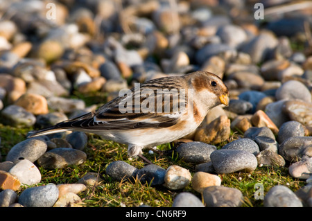 Ein Erwachsener Snow Bunting (Plectrophenax Nivalis) im Winterkleid Nahrungssuche unter Kieselsteinen am Salthouse, Norfolk. Februar. Stockfoto