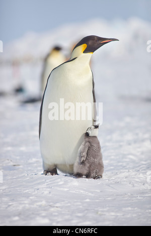 Kaiserpinguin und Küken in Snow Hill Antarktis Stockfoto