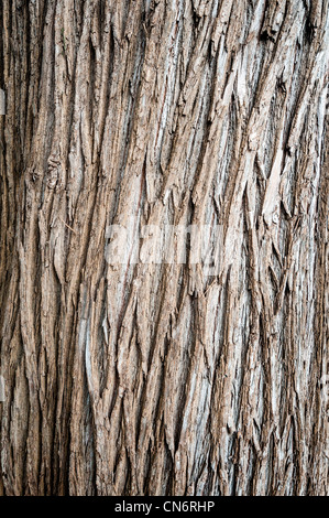 Grunge Foto des Baumes Rinde Hintergrund. Große Menge an Textur und Detail. Stockfoto