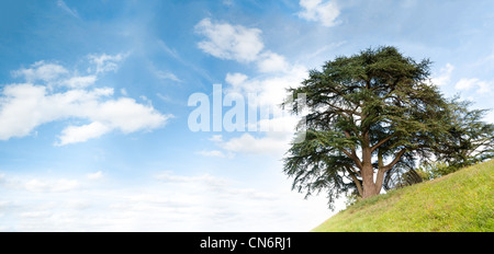 Einsamer Baum auf grüne Hügel mit blauen bewölkten Himmel im Hintergrund. Eine Menge Textfreiraum. Sommer oder Frühling Saison. Panorama. Stockfoto