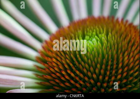 Echinacea Blume in voller Blüte Stockfoto