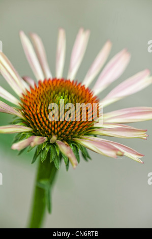 Echinacea (Echinacea) in frühen Stadien der Blüte Stockfoto