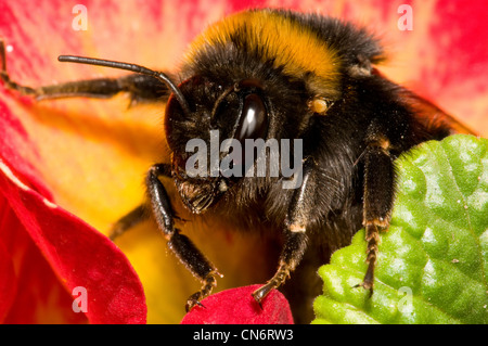Buff-tailed Hummel, mit einem Häkchen auf seiner linken Schulter, aus einer Blume rote und gelbe Primel (Primula Polyanthus) Stockfoto