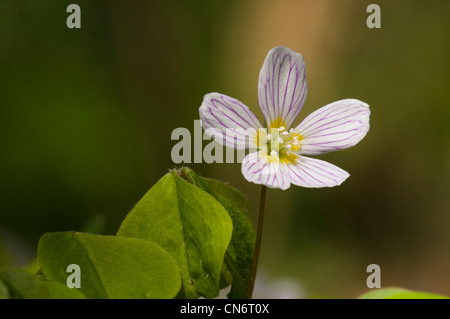 Eine einzelne Blüte der Sauerklee (Oxalis Acetosella) wächst in Oxleas Wood in London Borough of Greenwich. April. Stockfoto