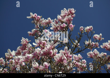 Nahaufnahme eines rosaroten Magnolienbaums in voller Blüte vor blauem Himmel, England, Großbritannien Stockfoto