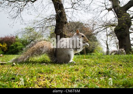 Grauhörnchen auf dem Boden und eine Nuss zu essen, während eine zweite Eichhörnchen im Hintergrund nähert. April. Stockfoto