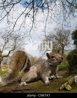 Ein graues Eichhörnchen (Sciurus Carolinensis) auf dem Boden unter Bäumen im Greenwich Park, London. April. Stockfoto