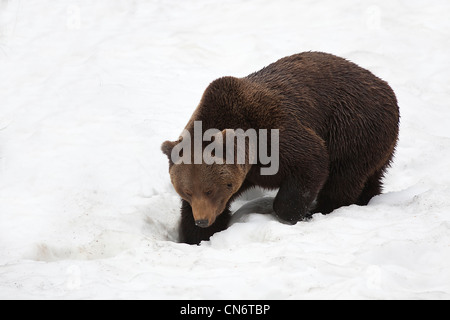 Europäischer Braunbär im Schnee Stockfoto