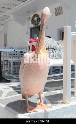 Petros der Pelikan das Maskottchen von Mykonos-Stadt in Griechenland Stockfoto