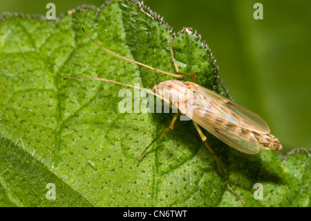 Eine weibliche nicht-beißen Midge ruht auf einem Blatt in Stodmarsh NNR Canterbury. Mai. Stockfoto