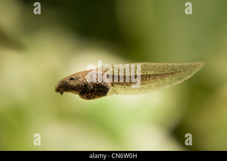 Eine gemeinsame Frosch Kaulquappe, Belvedere, Kent. Mai. Fotografiert in einem Aquarium und anschließend wieder freigelassen. Stockfoto