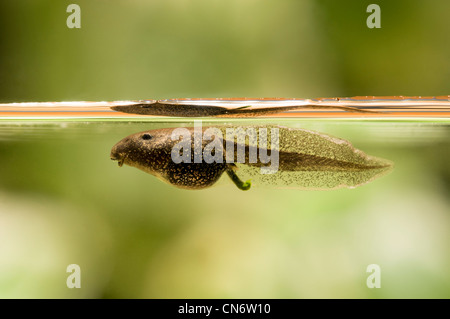 Eine gemeinsame Frosch Kaulquappe, Belvedere, Kent. Mai. Fotografiert in einem Aquarium und anschließend wieder freigelassen. Stockfoto