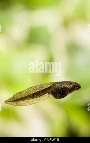 Eine gemeinsame Frosch Kaulquappe, Belvedere, Kent. Mai. Fotografiert in einem Aquarium und anschließend wieder freigelassen. Stockfoto