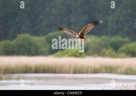 Eine Rohrweihe (Circus Aeruginosus), die Jagd über den Röhrichten an RSPB Minsmere, Suffolk. Mai. Stockfoto