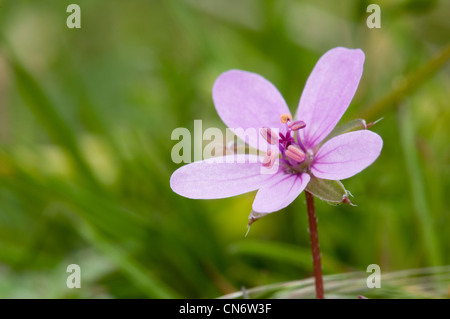 Eine einzelne Blüte der gemeinsamen Stork es-Rechnung (Erodium Cicutarium) wächst an RSPB Minsmere, Suffolk. Mai. Stockfoto