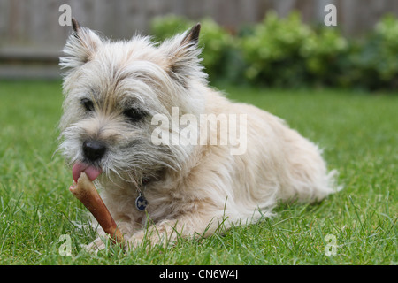 Ein Cairn-Terrier Hund Kauen einen Knochen auf einem Rasen. Stockfoto