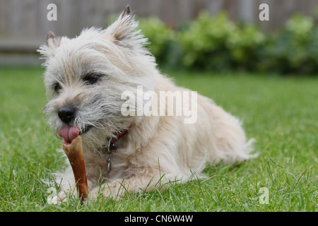 Ein Cairn-Terrier Hund Kauen einen Knochen auf einem Rasen. Stockfoto