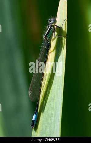 Eine männliche blau-tailed Damselfly (Ischnura Elegans) thront auf einem Rohr im Naturreservat Crossness, Bexley, Kent. Mai. Stockfoto