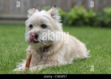 Ein Cairn-Terrier Hund Kauen einen Knochen auf einem Rasen. Stockfoto
