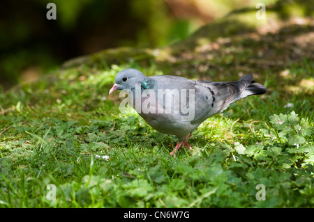 Eine Hohltaube, Nahrungssuche auf dem Boden im Wald. Mai. Stockfoto