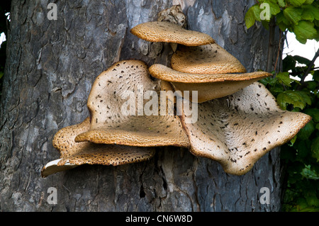 Eine sehr große Dryade Sattel Pilz (Polyporus an) wächst auf einem Baum in der Nähe von Alnwick, Northumberland. Mai. Stockfoto