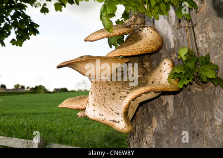 Eine sehr große Dryade Sattel Pilz (Polyporus an) wächst auf einem Baum in der Nähe von Alnwick, Northumberland. Mai. Stockfoto