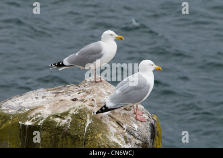 Ein paar der Silbermöwen (Larus Argentatus) stehend auf einem Felsvorsprung auf Inner Farne, Northumberland. Mai. Stockfoto