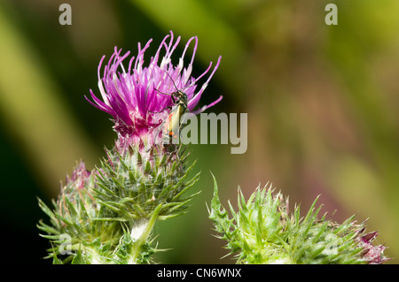 eine Malachit-Käfer auf Wegdistel im Vierschrötigkeit Nature Reserve Bexley. Juni. Stockfoto