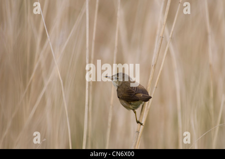 Ein Rohrsänger (Acrocephalus Scirpaceus) in seinem Schilfbeetes Lebensraum im Naturreservat Crossness, Bexley, Kent. Juni. Stockfoto