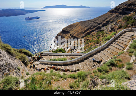 Griechenland Kykladen Inseln Santorini den Pfad mit Eseln, die vom Hafen bis zu Fira geht Stockfoto