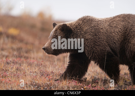 Ein Grizzlybär (Ursus Arctos) kreuzt die Herbst Tundra Denali Nationalpark, Alaska. Stockfoto