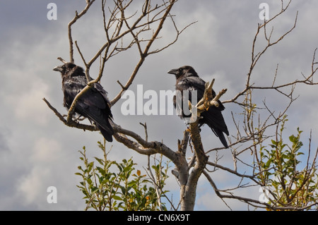 Gemeinsamen Raven (Corvus Corax) paar. In ganz Alaska befindet sich dieses Paar im Denali-Nationalpark, Alaska. Stockfoto