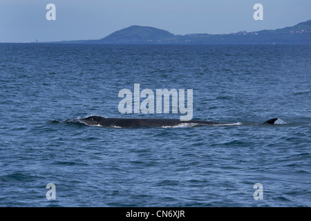 Sei Wal, Balaenoptera Borealis, auftauchen. Azoren, Atlantik. Stockfoto