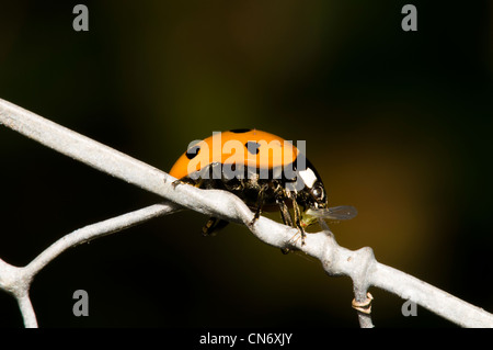 Ein sieben-Punkt-Marienkäfer (Coccinella 7-Trommler) Essen eine Blattläuse auf einem Drahtzaun Garten am Strumpshaw Fen, Norfolk. Juni. Stockfoto