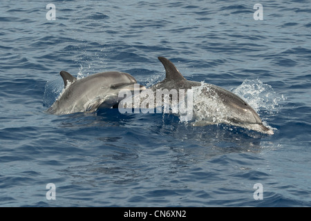 Atlantic Spotted Dolphins, Stenella Frontalis, Porpoising. Azoren, Atlantik. Stockfoto